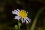 White panicle aster